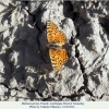 melitaea persea female a